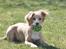 Field Trial Cockerspaniel Spilops Wild Weather Wilma