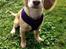 Field Trial Cockerspaniel Spilops Wild Weather Wilma