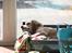 Field Trial Cockerspaniel Spilops Wild Weather Wilma