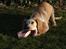 Field Trial Cockerspaniel Spilops Wild Weather Wilma