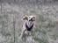 Field Trial Cockerspaniel Spilops Wild Weather Wilma