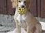 Field Trial Cockerspaniel Spilops Wild Weather Wilma