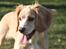 Field Trial Cockerspaniel Spilops Wild Weather Wilma