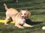 Field Trial Cockerspaniel Spilops Wild Weather Wilma