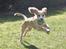 Field Trial Cockerspaniel Spilops Wild Weather Wilma