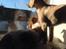 Field Trial Cockerspaniel Spilops Wild Weather Wilma