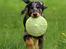 Beauceron Jesse