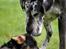 Beauceron Jesse