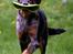 Beauceron Jesse