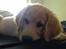 Golden retriever Carlo - Det er ret hyggeligt at putte i sengen - Carlo 11 uger