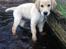 Golden retriever Carlo - hvorfor er vandet helt brunt? carlo 11 uger