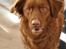 Nova scotia duck tolling retriever Bella De La Coronia Coco electra 