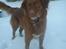Nova scotia duck tolling retriever Bella De La Coronia Coco electra 