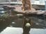 Nova scotia duck tolling retriever Bella De La Coronia Coco electra 