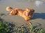 Nova scotia duck tolling retriever Bella De La Coronia Coco electra 