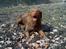 Nova scotia duck tolling retriever Bella De La Coronia Coco electra 
