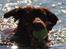 Nova scotia duck tolling retriever Bella De La Coronia Coco electra 