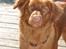 Nova scotia duck tolling retriever Bella De La Coronia Coco electra 