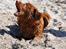 Nova scotia duck tolling retriever Bella De La Coronia Coco electra 