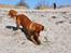 Nova scotia duck tolling retriever Bella De La Coronia Coco electra 