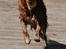 Nova scotia duck tolling retriever Bella De La Coronia Coco electra 