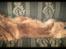 Nova scotia duck tolling retriever Bella De La Coronia Coco electra 