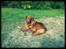 Nova scotia duck tolling retriever Bella De La Coronia Coco electra 