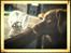 Nova scotia duck tolling retriever Bella De La Coronia Coco electra 