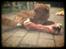 Nova scotia duck tolling retriever Bella De La Coronia Coco electra 