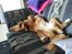 Nova scotia duck tolling retriever Bella De La Coronia Coco electra 