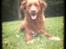 Nova scotia duck tolling retriever Bella De La Coronia Coco electra 