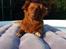 Nova scotia duck tolling retriever Bella De La Coronia Coco electra 