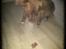 Nova scotia duck tolling retriever Bella De La Coronia Coco electra 