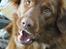 Nova scotia duck tolling retriever Bella De La Coronia Coco electra 