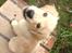 Golden retriever Carlo - stop nu med at tage billeder! - carlo 12 uger