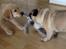 Golden retriever Carlo - Pelle gider endelig lege! - carlo 12 uger