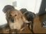 Golden retriever Carlo - right in the feels <3