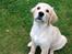 Golden retriever Carlo
