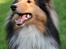 Shetland sheepdog Malik