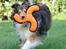 Shetland sheepdog Malik