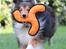 Shetland sheepdog Malik