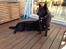 Sort spids Lykkens Isa Aslaksdatter