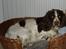Engelsk springer spaniel Freja