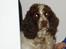 Engelsk springer spaniel Freja