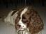 Engelsk springer spaniel Freja
