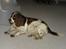 Engelsk springer spaniel Freja