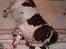 Engelsk springer spaniel Freja - Freja og hendes 2 hvalpe