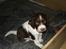 Engelsk springer spaniel Freja - Frejas eneste overlevende hvalp Basso