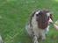 Engelsk springer spaniel Freja