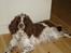 Engelsk springer spaniel Freja